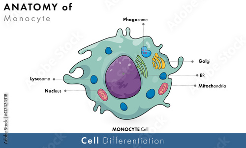 Human phagocytic immune cell monocyte: Biomedical illustration of of white blood cell with labelling. Vector in white background. 