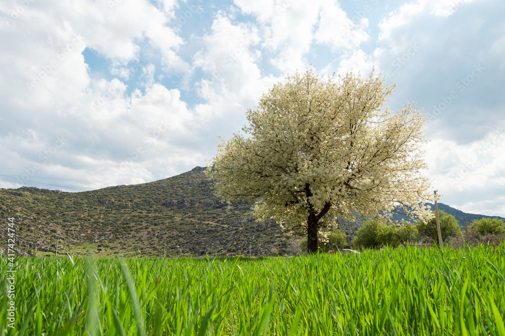 Fototapeta premium apple tree in spring