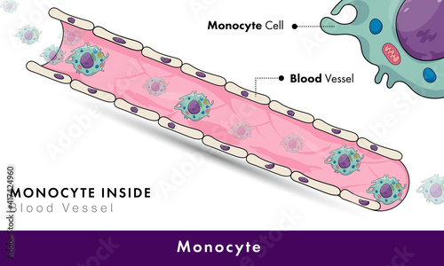 Movement of Monocyte cell through Blood vessel, immune cells moving through blood vessel. circulation of blood cells biomedical illustration.