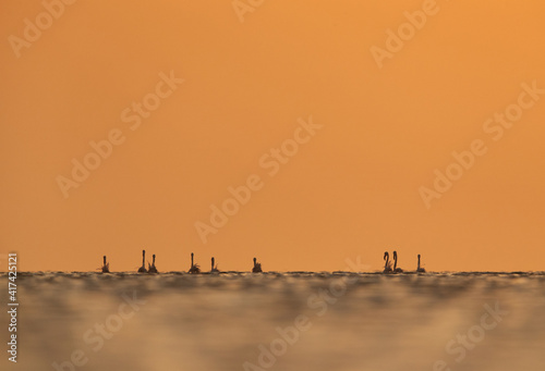 Greater Flamingos in the morning hours with dramatic hue of light  Asker coast  Bahrain