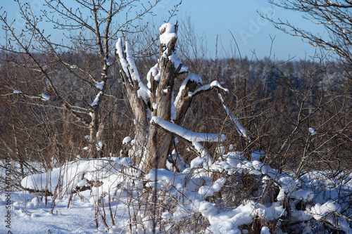 a very old tree in a winter forest