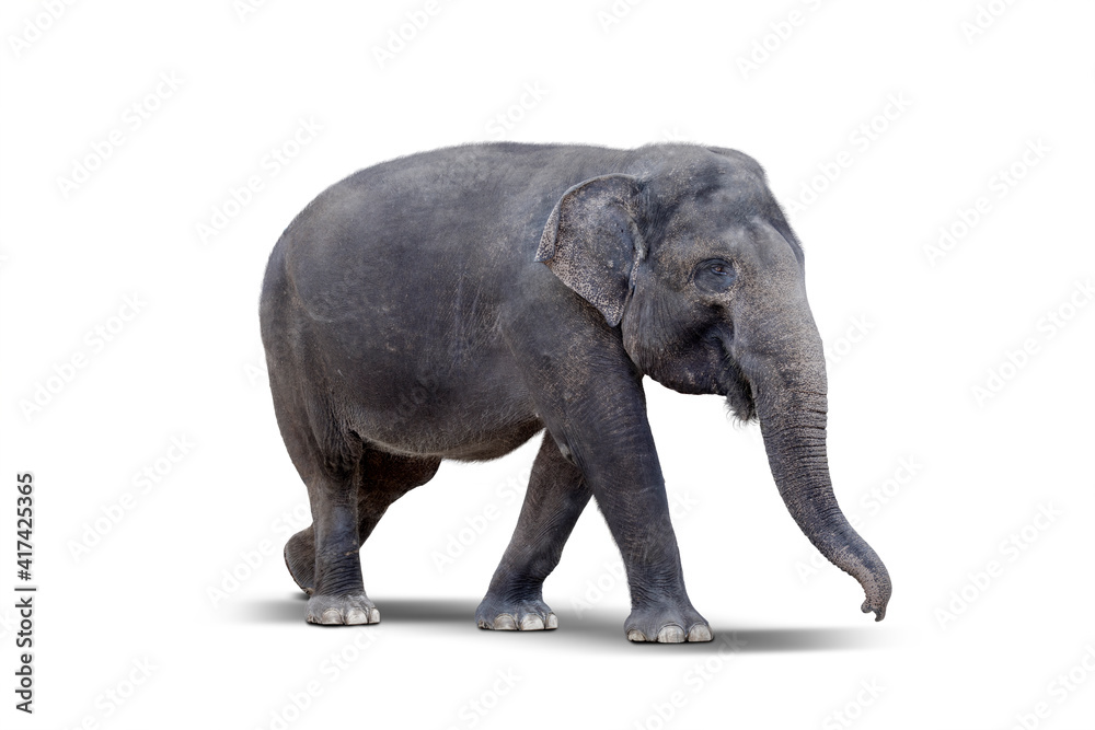 Side view of female elephant standing on studio