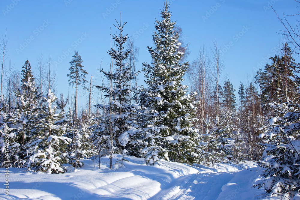 Fototapeta premium winter forest in sunny weather