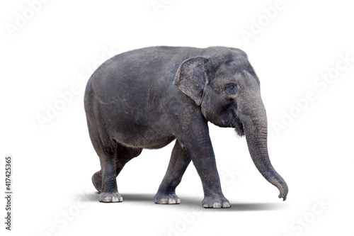 Side view of female elephant standing on studio