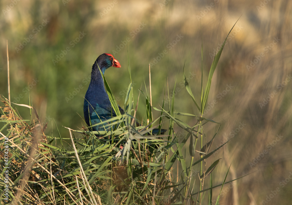 Grey-headed Swamphen in green at Asker Marsh, Bahrain Grey-headed Swamphen in green at Asker Marsh, Bahrain