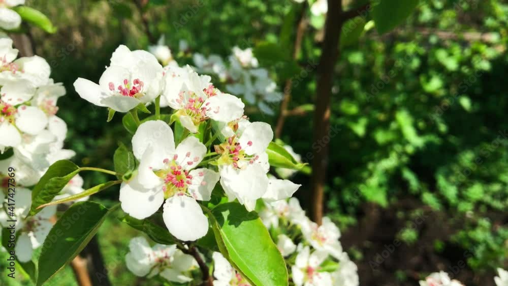White Flowers. Blooming Branch of Pear Tree in spring White Flowers. Blooming Branch of Pear Tree in spring