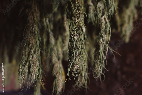 Canvas-taulu CBD hemp plants drying hung to ventilate and dry