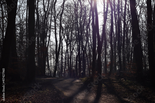 Ein mystischer Wald im Fr  hling