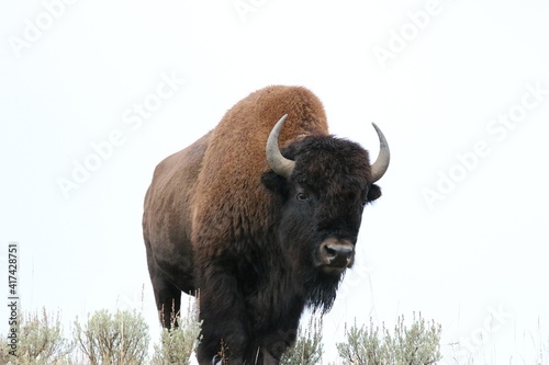 Bison Buffalo at Yellowstone National Park