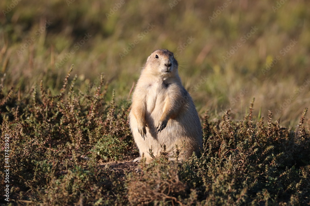 Fototapeta premium Adorable Prairie Dog 