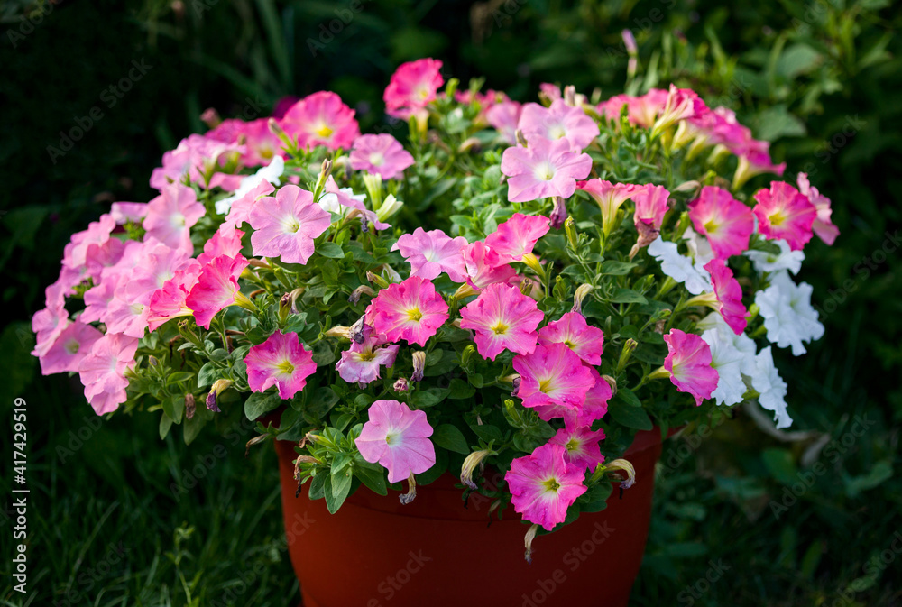 mix of pink petunias in a pot on a background of dark greenery in the garden close-up