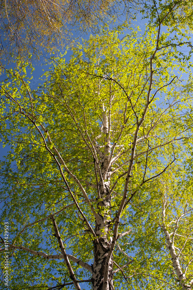 birch branches with spring fresh foliage against blue sky background birch branches with spring fresh foliage against blue sky background