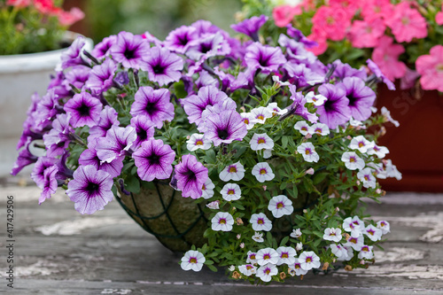 flower arrangement of purple petunias with dark veins and white calibrachoa in the garden