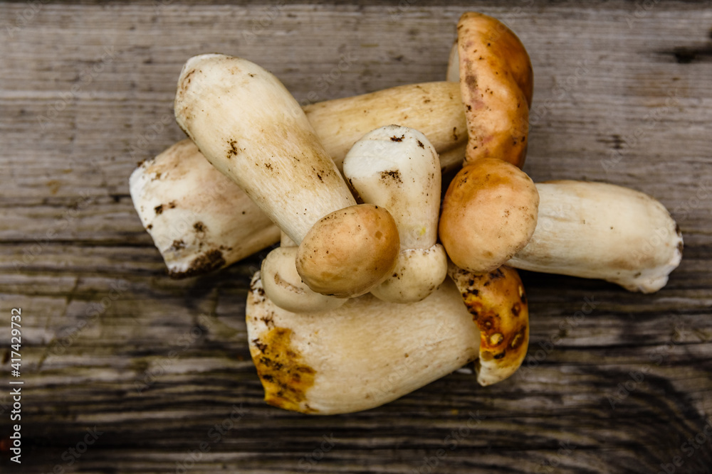 Freshly picked porcini mushrooms on a rustic wooden table. Top view