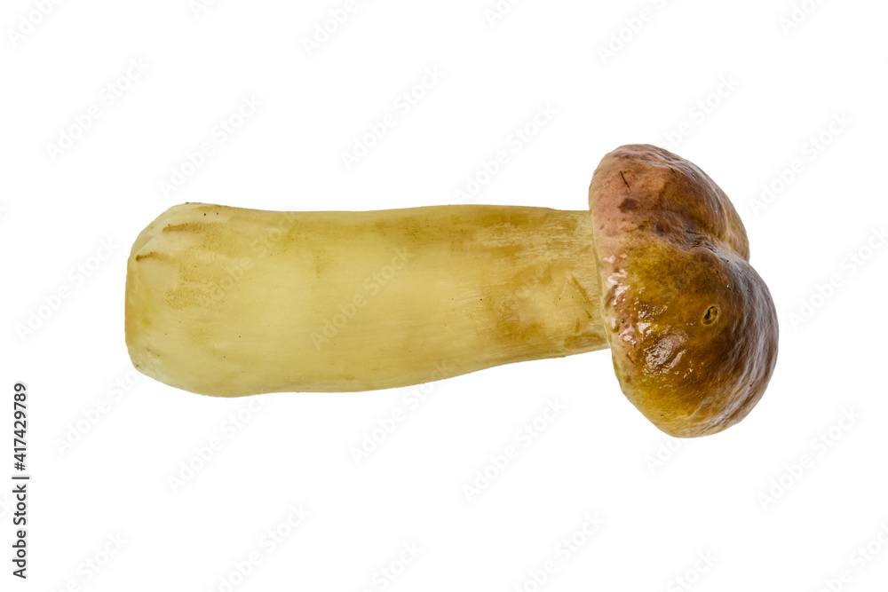 Porcini mushroom isolated on the white background Porcini mushroom isolated on the white background