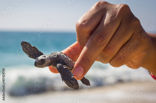 Quadro em tela Mano de mujer joven con una bebé tortuga lista para ser liberada al mar