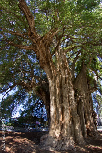   rbol del Tule  en la ciudad de Oaxaca M  xico.