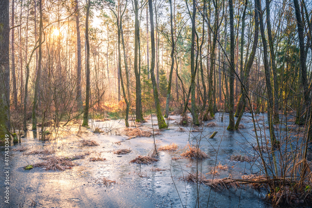 Eingefrorener Sumpf mit Bäumen im Eis bei Sonnenaufgang Eingefrorener Sumpf mit Bäumen im Eis bei Sonnenaufgang