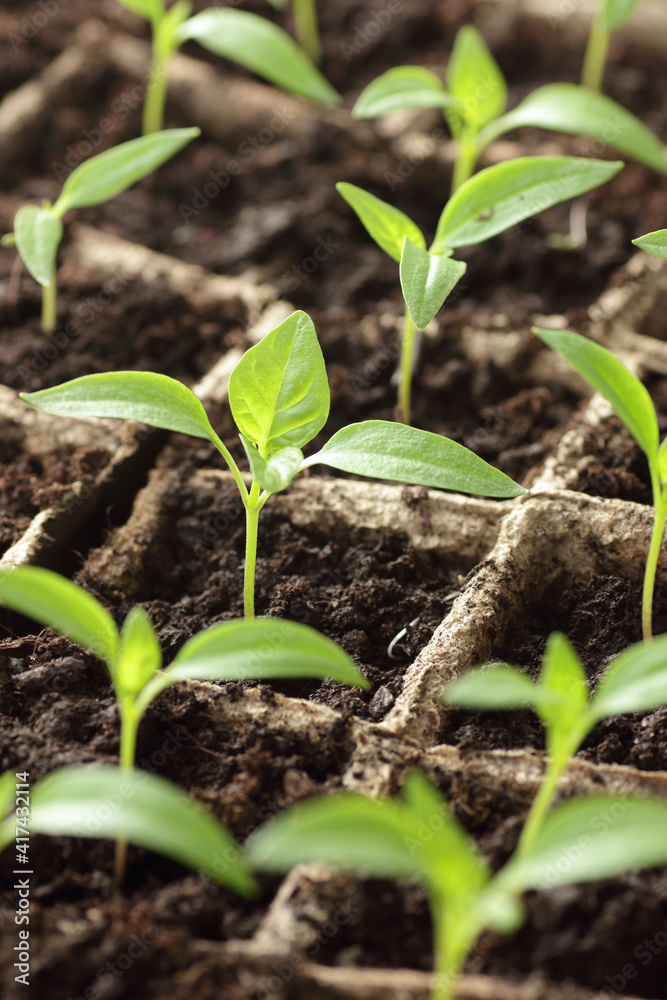 Young seedlings of sweet pepper on windowsill in the spring, rows of plants in cardboard peat pots, closeup, copy space, vertical, eco agriculture, house planting and homegrown vegetables concept