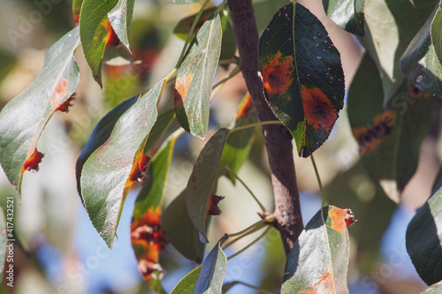 Branches leaves and pear fruits affected by orange rusty spots and horn-shaped growths with spores of the fungus Gymnosporangium sabinae in a human home garden. Pear leaves with pear rust infestation. photo