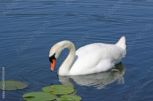 Swan  swimming on a lake 