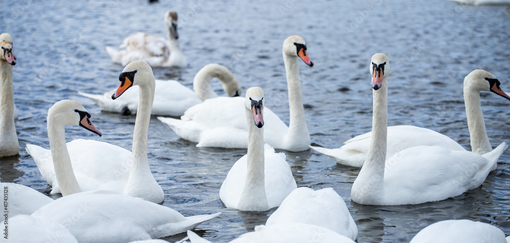 Obraz premium swans on the lake