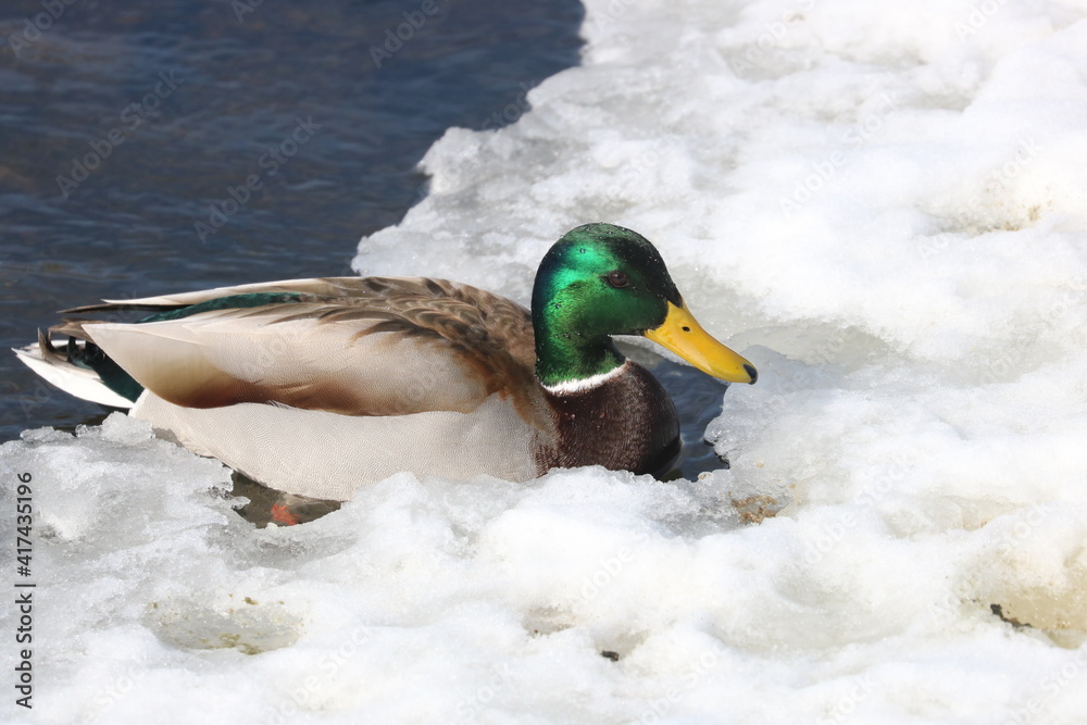 Fototapeta premium Male Mallard Duck