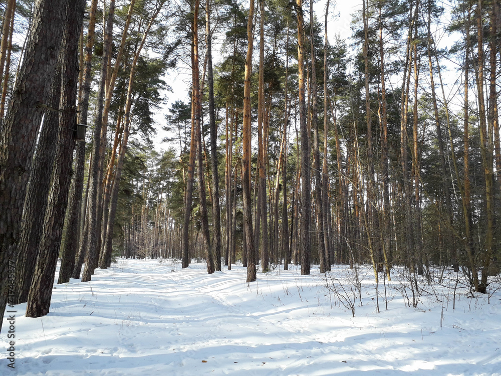Naklejka premium Road through winter forest on a nice sunny weather with sun shining through the trees.