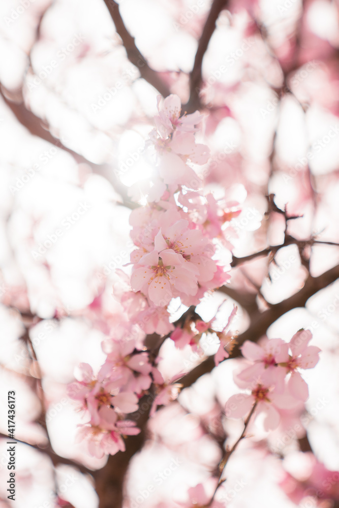 Obraz premium nature, flower, pink, flora, field, springtime, seasonal, sunny, sky, abstract, outdoor, depth, shallow, landscape, green, fruit, bloom, blue, illustration, delicate, japan, isolated, tree, natural, s