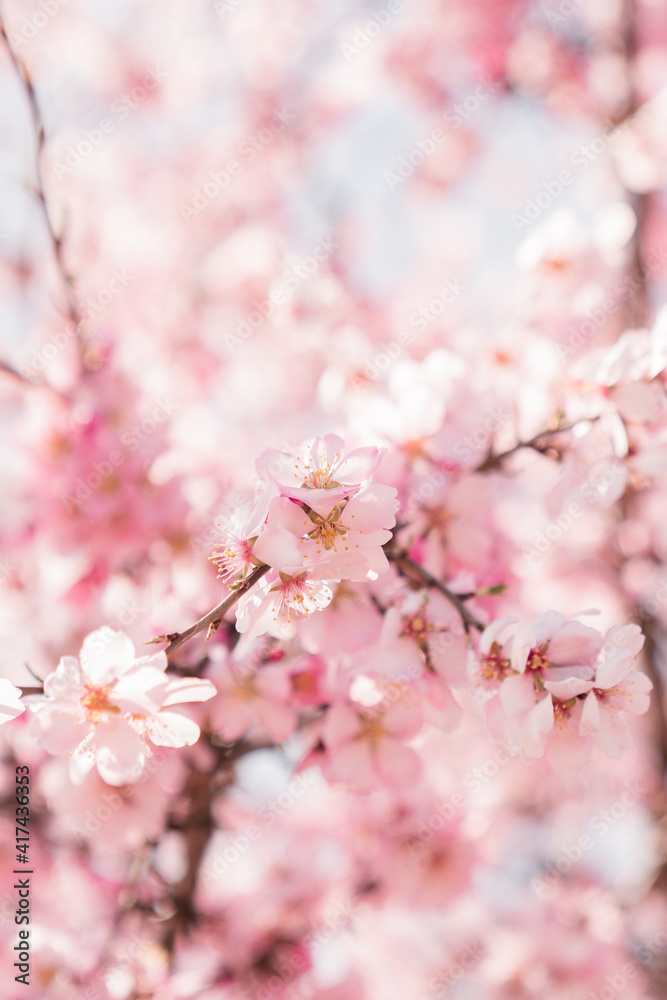 nature, flower, pink, flora, field, springtime, seasonal, sunny, sky, abstract, outdoor, depth, shallow, landscape, green, fruit, bloom, blue, illustration, delicate, japan, isolated, tree, natural, s