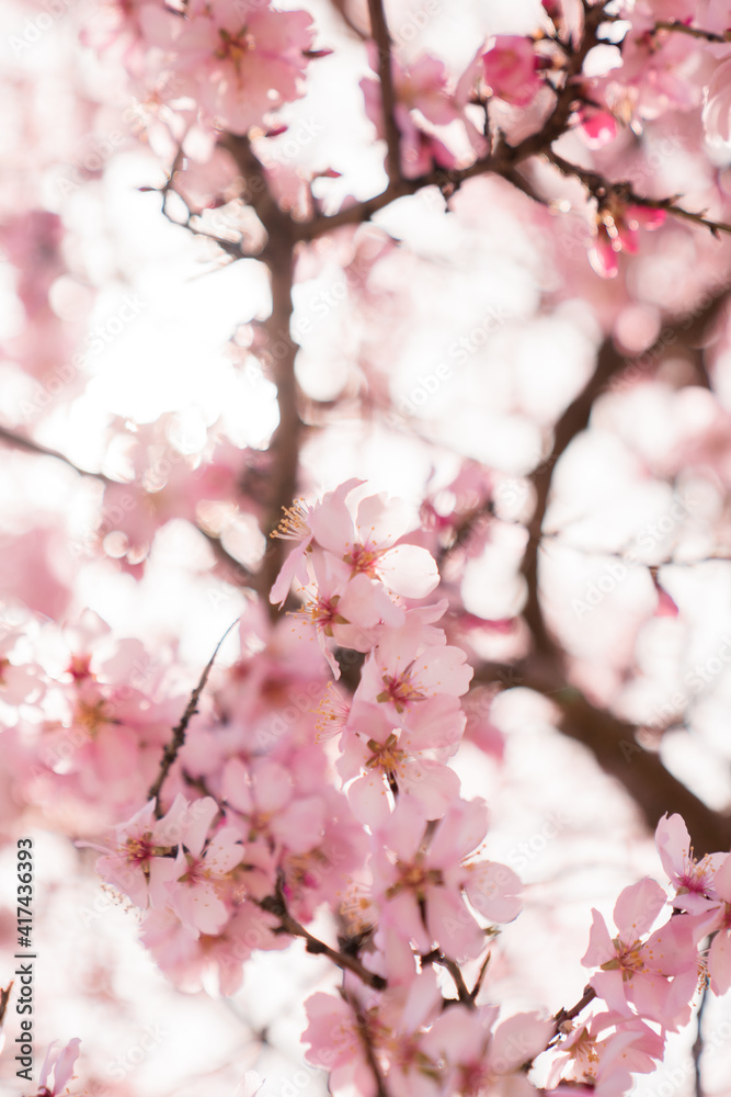nature, flower, pink, flora, field, springtime, seasonal, sunny, sky, abstract, outdoor, depth, shallow, landscape, green, fruit, bloom, blue, illustration, delicate, japan, isolated, tree, natural, s