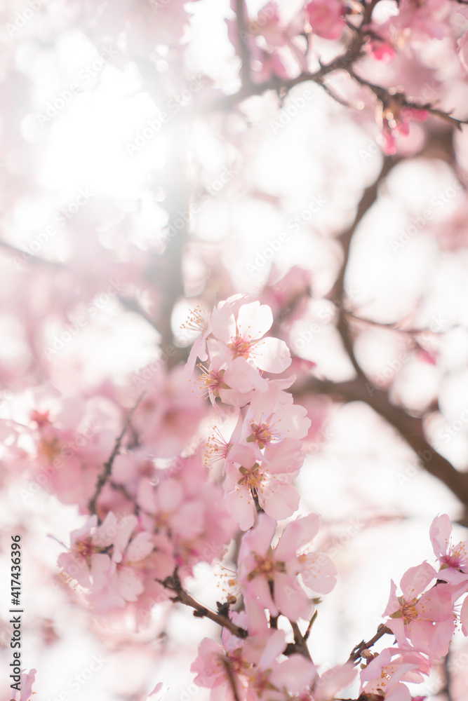 nature, flower, pink, flora, field, springtime, seasonal, sunny, sky, abstract, outdoor, depth, shallow, landscape, green, fruit, bloom, blue, illustration, delicate, japan, isolated, tree, natural, s