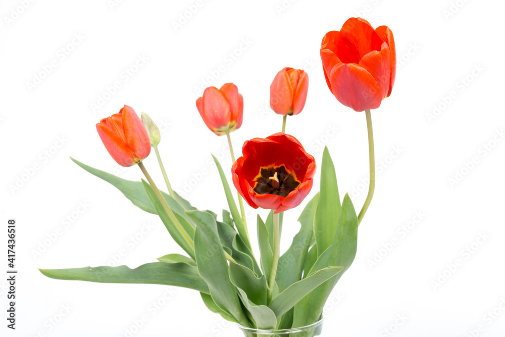 Red tulips isolated on white Red tulips isolated on white