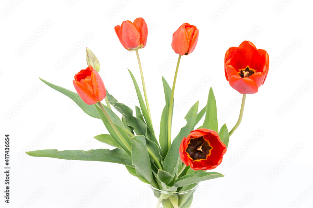 Red tulips isolated on white Red tulips isolated on white
