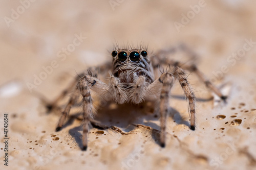 Wallpaper Mural Jumping Spider in the United Arab Emirates crawling on the wall very close up macrophotography Torontodigital.ca