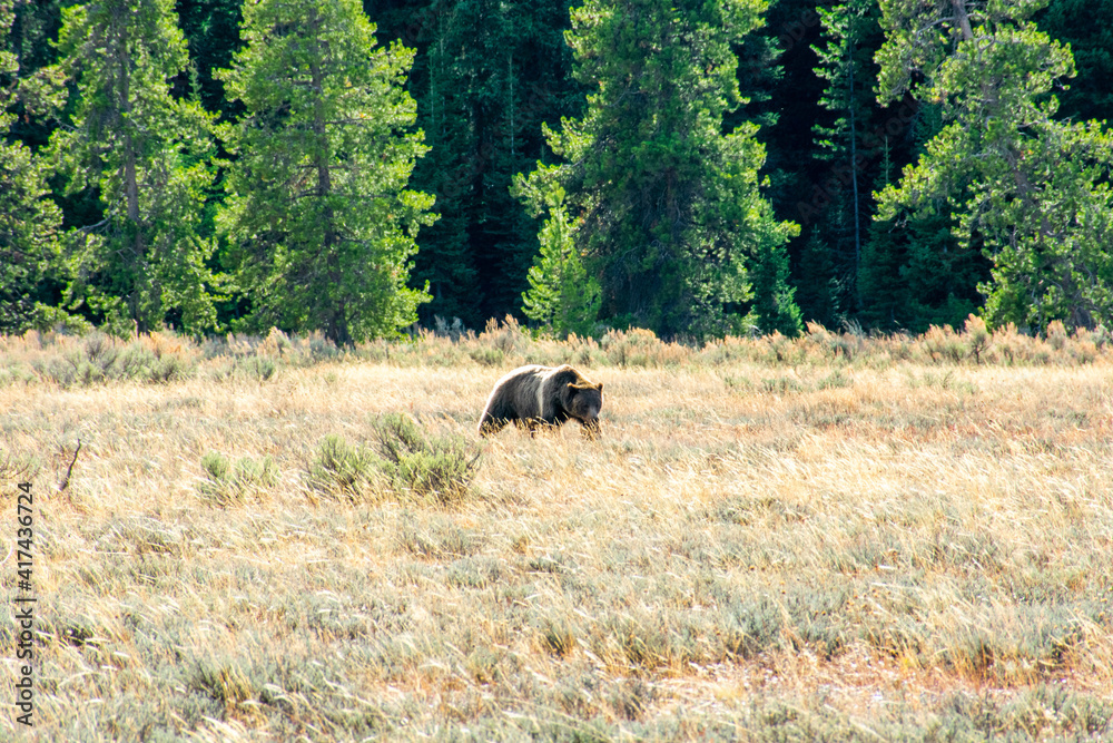 Bear in Wyoming