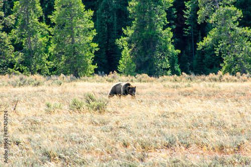 Bear in Wyoming © Clifton