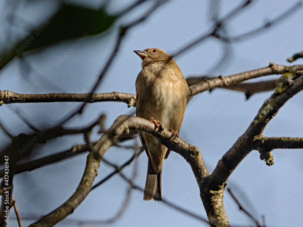 Fototapeta premium House sparrow, Haussperling (Passer domesticus)