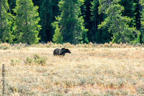 Wyoming Bear © Clifton