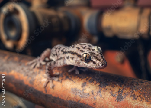 Close-Up of a tree dtella on old rusty pipe, Australia photo