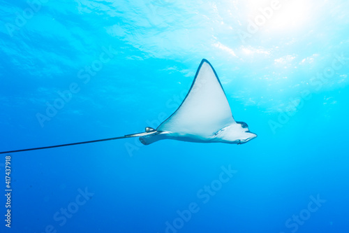 Manta ray swimming by at coral reef in sea