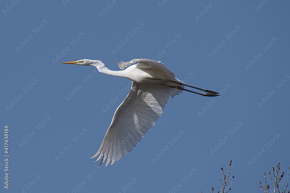 Fototapeta premium Silberreier im Flug