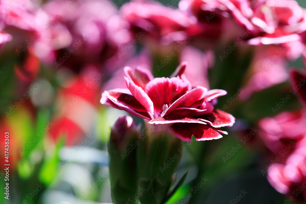 Fototapeta premium Carnation bloom