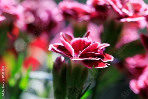 Carnation bloom