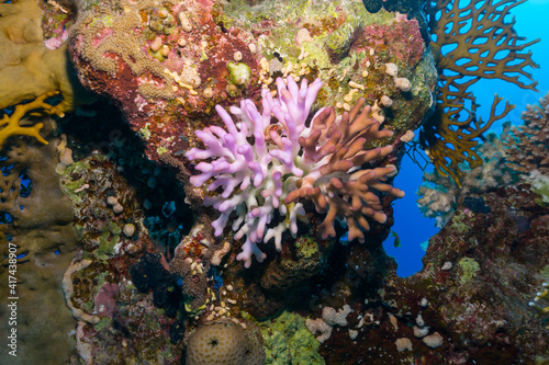 Fototapeta Naklejka Na Ścianę i Meble -  coral reef with fish