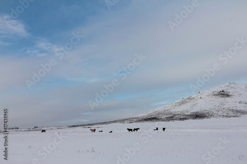 Horses graze in a snowy field