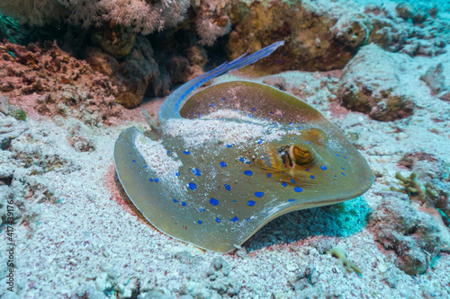 Blue spotted ray swimming by at coral reef in sea
