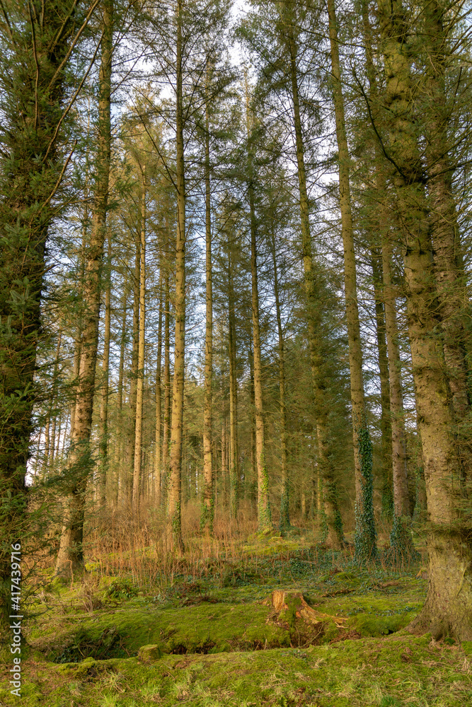 Fototapeta premium Evergreen spruce forest on fine sunny day.