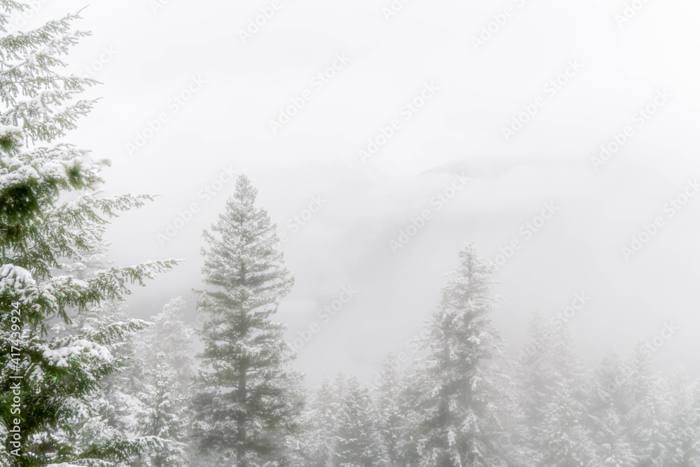 Pine trees in front of a foggy background providing for copy space.