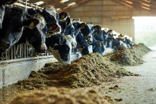 A cow is standing in the dirt, Dairy cows in a farm